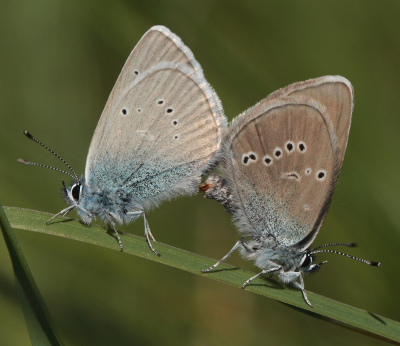 Engblfugl, Polyommatus semiargus. Brandbjerg, Nordsjlland  d.  27 juni 2010. Fotograf: Lars Andersen