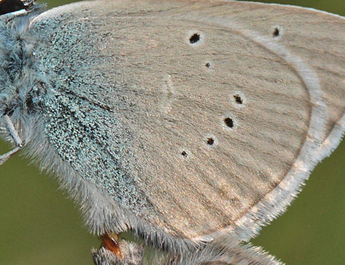 Engblfugl, Polyommatus semiargus han. Brandbjerg, Nordsjlland  d.  27 juni 2010. Fotograf: Lars Andersen