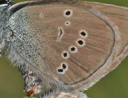 Engblfugl, Polyommatus semiargus hun. Brandbjerg, Nordsjlland  d.  27 juni 2010. Fotograf: Lars Andersen