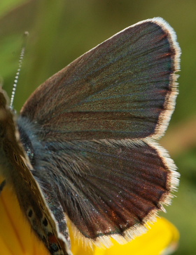 Argus blåfugl, Plebejus argus hun sort ab. Brandbjerg, Nordsjælland d. 27 juni 2010. Fotograf: Lars Andersen