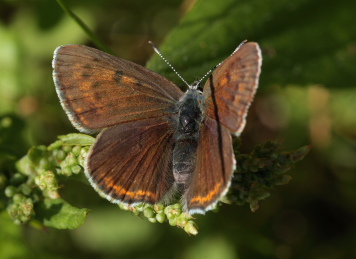 Violetrandet ildfugl. Lycaena hippothoe. hun. Brandbjerg-Kulhuse d. 27 juni 2010. Fotograf: Lars Andersen