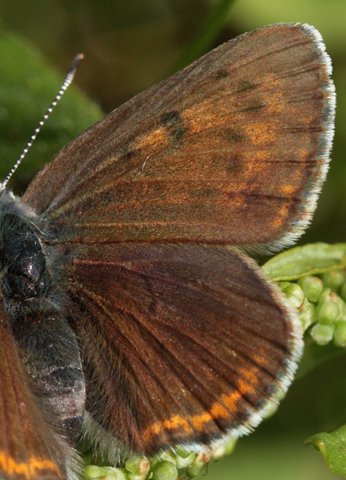 Violetrandet Ildfugl. Lycaena hippothoe. hun. Brandbjerg-Kulhuse d. 27 juni 2010. Fotograf: Lars Andersen