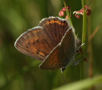 Violetrandet ildfugl. Lycaena hippothoe. hun. Brandbjerg-Kulhuse d. 27 juni 2010. Fotograf: Lars Andersen