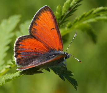 Violetrandet Ildfugl. Lycaena hippothoe. han. Brandbjerg-Kulhuse d. 27 juni 2010. Fotograf: Lars Andersen