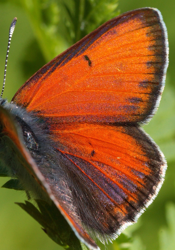 Violetrandet ildfugl. Lycaena hippothoe. han. Brandbjerg-Kulhuse d. 27 juni 2010. Fotograf: Lars Andersen