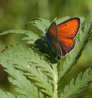 Violetrandet ildfugl. Lycaena hippothoe. han. Brandbjerg-Kulhuse d. 27 juni 2010. Fotograf: Lars Andersen