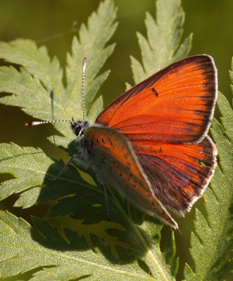 Violetrandet ildfugl. Lycaena hippothoe. han. Brandbjerg-Kulhuse d. 27 juni 2010. Fotograf: Lars Andersen