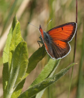 Violetrandet ildfugl. Lycaena hippothoe. han. Brandbjerg-Kulhuse d. 27 juni 2010. Fotograf: Lars Andersen