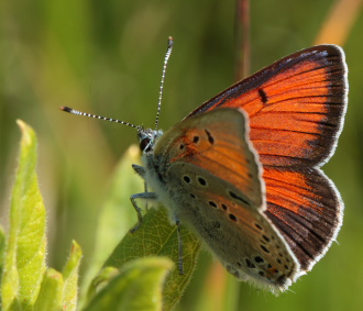 Violetrandet ildfugl. Lycaena hippothoe. han. Brandbjerg-Kulhuse d. 27 juni 2010. Fotograf: Lars Andersen