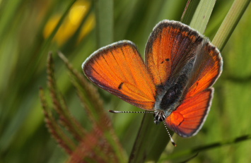 Violetrandet ildfugl. Lycaena hippothoe. han. Brandbjerg-Kulhuse d. 27 juni 2010. Fotograf: Lars Andersen