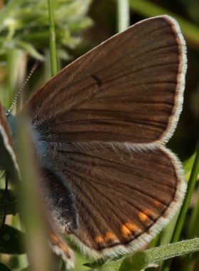 Isblåfugl, Polyommatus amandus hun. Brandbjerg, Nordsjælland d. 27 juni 2010. Fotograf: Lars Andersen