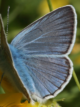 Isblfugl, Polyommatus amandus han. Brandbjerg, Nordsjlland  d.  27 juni 2010. Fotograf: Lars Andersen