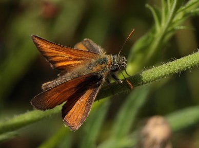 Skråstregbredpande, Thymelicus sylvestris, hun. Gindeskov Krat d. 18 Juli 2010. Fotograf; Lars Andersen