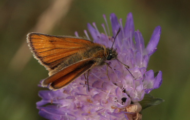 Skråstregbredpande, Thymelicus sylvestris, hun. Gindeskov Krat d. 18 Juli 2010. Fotograf; Lars Andersen