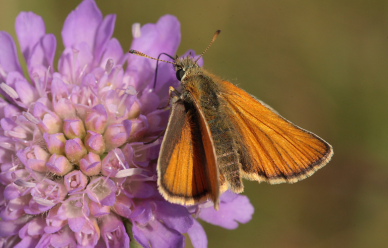 Skråstregbredpande, Thymelicus sylvestris, hun. Gindeskov Krat d. 18 Juli 2010. Fotograf; Lars Andersen