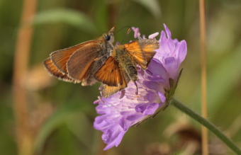 Skråstregbredpande, Thymelicus sylvestris, hun. Gindeskov Krat d. 18 Juli 2010. Fotograf; Lars Andersen