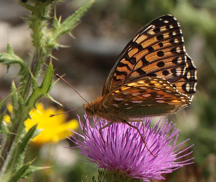 Markperlemorsommerfugl, Argynnis aglaja hun. Gindeskov Krat d. 18 Juli 2010. Fotograf; Lars Andersen