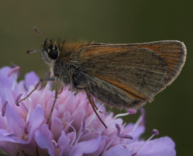 Skråstregbredpande, Thymelicus sylvestris, hun. Gindeskov Krat d. 18 Juli 2010. Fotograf; Lars Andersen