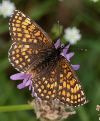 Brun pletvinge, Melitaea athalia. Stoubk Krat d. 19 Juli 2010. Fotograf; Lars Andersen