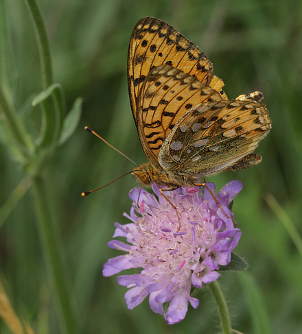 Markperlemorsommerfugl, Argynnis aglaja han. Stoubk Krat d. 19 Juli 2010. Fotograf; Lars Andersen