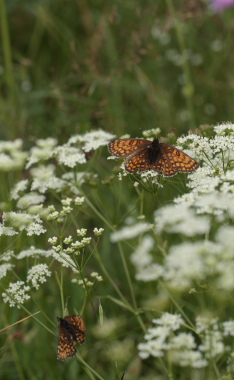 Brun pletvinge, Melitaea athalia. Stoubk Krat d. 19 Juli 2010. Fotograf; Lars Andersen