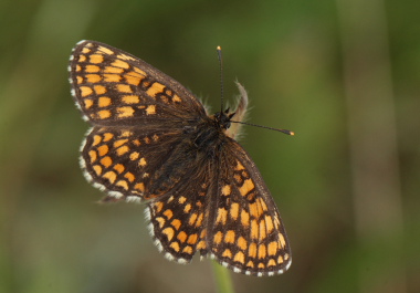 Brun pletvinge, Melitaea athalia. Stoubk Krat d. 19 Juli 2010. Fotograf; Lars Andersen