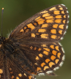 Brun pletvinge, Melitaea athalia hun. Stoubæk Krat d. 19 Juli 2010. Fotograf; Lars Andersen