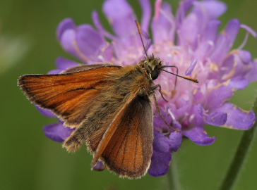 Skråstregbredpande, Thymelicus sylvestris, han. Stoubæk Krat d. 19 Juli 2010. Fotograf; Lars Andersen