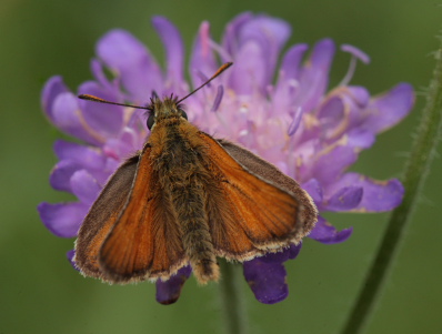 Skråstregbredpande, Thymelicus sylvestris, han. Stoubæk Krat d. 19 Juli 2010. Fotograf; Lars Andersen