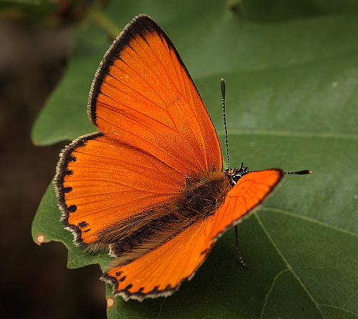 Dukatsommerfugl, Lycaena virgaureae han. Stoubæk krat d. 19 juli 2010. Fotograf: Lars Andersen