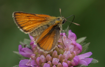Skråstregbredpande, Thymelicus sylvestris, hun. Stoubæk Krat d. 19 Juli 2010. Fotograf; Lars Andersen