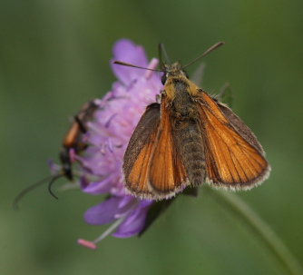 Skråstregbredpande, Thymelicus sylvestris, hun. Stoubæk Krat d. 19 Juli 2010. Fotograf; Lars Andersen