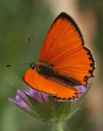 Dukatsommerfugl, Lycaena virgaureae han. Stoubæk krat d. 19 juli 2010. Fotograf: Lars Andersen