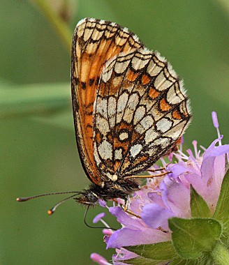 Brun pletvinge, Melitaea athalia. Stoubk Krat d. 19 Juli 2010. Fotograf; Lars Andersen