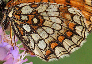 Brun pletvinge, Melitaea athalia. Stoubk Krat d. 19 Juli 2010. Fotograf; Lars Andersen