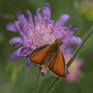 Stregbredpande, Thymelicus lineola, han. Stoubk Krat d. 19 Juli 2010. Fotograf; Lars Andersen