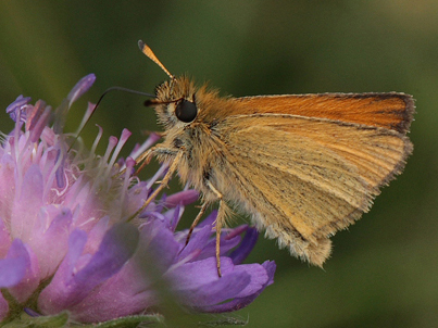 Stregbredpande, Thymelicus lineola, han. Stoubk Krat d. 19 Juli 2010. Fotograf; Lars Andersen