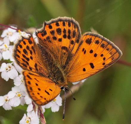 Dukatsommerfugl, Lycaena virgaureae hun. Stoubæk krat d. 19 juli 2010. Fotograf: Lars Andersen
