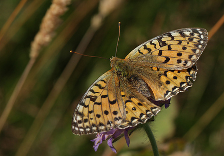 Markperlemorsommerfugl, Argynnis aglaja hun. Finderup Plantage d. 21 Juli 2010. Fotograf; Lars Andersen