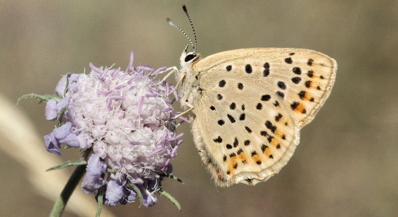 Sort Ildfugl, Lycaena tityrus hun. Bt Plantage. Falster d. 25 Juli 2010. Fotograf: Lars Andersen 