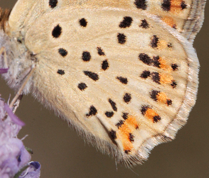 Sort Ildfugl, Lycaena tityrus hun. Bt Plantage. Falster d. 25 Juli 2010. Fotograf: Lars Andersen 