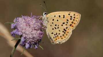 Sort Ildfugl, Lycaena tityrus hun. Bøtø Plantage. Falster d. 25 Juli 2010. Fotograf: Lars Andersen