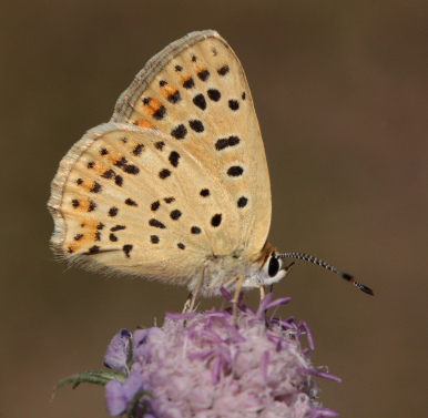 Sort Ildfugl, Lycaena tityrus hun. Bt Plantage. Falster d. 25 Juli 2010. Fotograf: Lars Andersen 