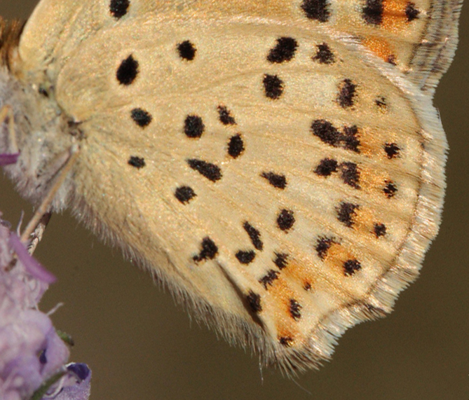 Sort Ildfugl, Lycaena tityrus hun. Bt Plantage. Falster d. 25 Juli 2010. Fotograf: Lars Andersen 