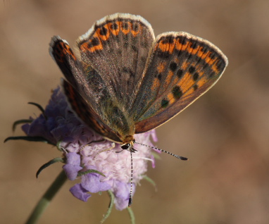 Sort Ildfugl, Lycaena tityrus hun. Bt Plantage. Falster d. 25 Juli 2010. Fotograf: Lars Andersen 