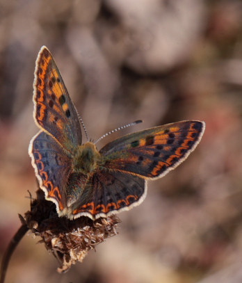 Sort Ildfugl, Lycaena tityrus hun. Bt Plantage. Falster d. 25 Juli 2010. Fotograf: Lars Andersen 