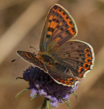 Sort Ildfugl, Lycaena tityrus hun. Bøtø Plantage. Falster d. 25 Juli 2010. Fotograf: Lars Andersen
