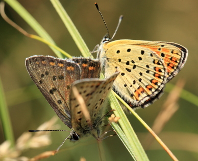 Sort Ildfugl, Lycaena tityrus parring. Bt Nor. Falster d. 10 August 2010. Fotograf: Lars Andersen 