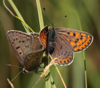 Sort Ildfugl, Lycaena tityrus parring. Bt Nor. Falster d. 10 August 2010. Fotograf: Lars Andersen 