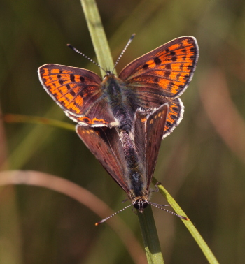 Sort Ildfugl, Lycaena tityrus parring. Bt Nor. Falster d. 10 August 2010. Fotograf: Lars Andersen 